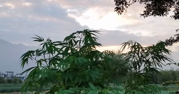 中国已悄悄成为“大麻生产强国”