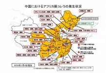 【赵国新闻】非洲猪瘟疫情到底有多严重?