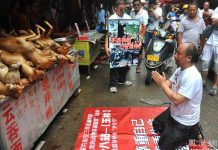 在廣西玉林荔枝狗肉節下跪的信徒