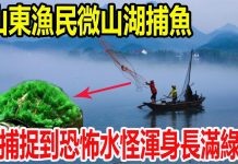 山东渔民微山湖捕鱼,竟捕捉到恐怖水怪浑身长满绿毛,随后壹幕发生渔民们纷纷逃窜!
