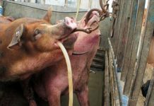 中国特色157:猪肉注水已成普遍现象。中共能管住14亿人的言论,却管不住猪肉注水!
