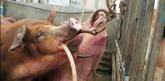 中国特色157:猪肉注水已成普遍现象。中共能管住14亿人的言论,却管不住猪肉注水!