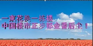财经冷眼:疯狂泡沫!一束花换一栋楼 ,中国楼市正在步郁金香后尘!