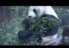 新高地TV:美国将象征着中美友谊的大熊貓贝贝退还给中国,将意味着中美友谊已走到尽头