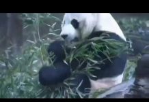 新高地TV:美国将象征着中美友谊的大熊貓贝贝退还给中国,将意味着中美友谊已走到尽头
