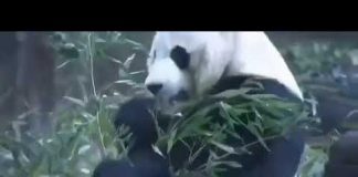 新高地TV:美国将象征着中美友谊的大熊貓贝贝退还给中国,将意味着中美友谊已走到尽头
