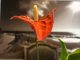 全军:经济灾难开始,中央高层惊慌失措急推"民企28"条。全民感到恐惧,当务之急已经不是救经济!