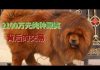 北京电视台:习近平执政八年连藏獒价格降了八成