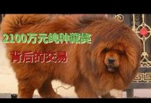 北京电视台:习近平执政八年连藏獒价格降了八成