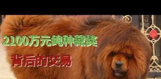 北京电视台:习近平执政八年连藏獒价格降了八成