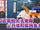 小民之心:习近平怕太子党吗 公开信和狐鸣鱼书